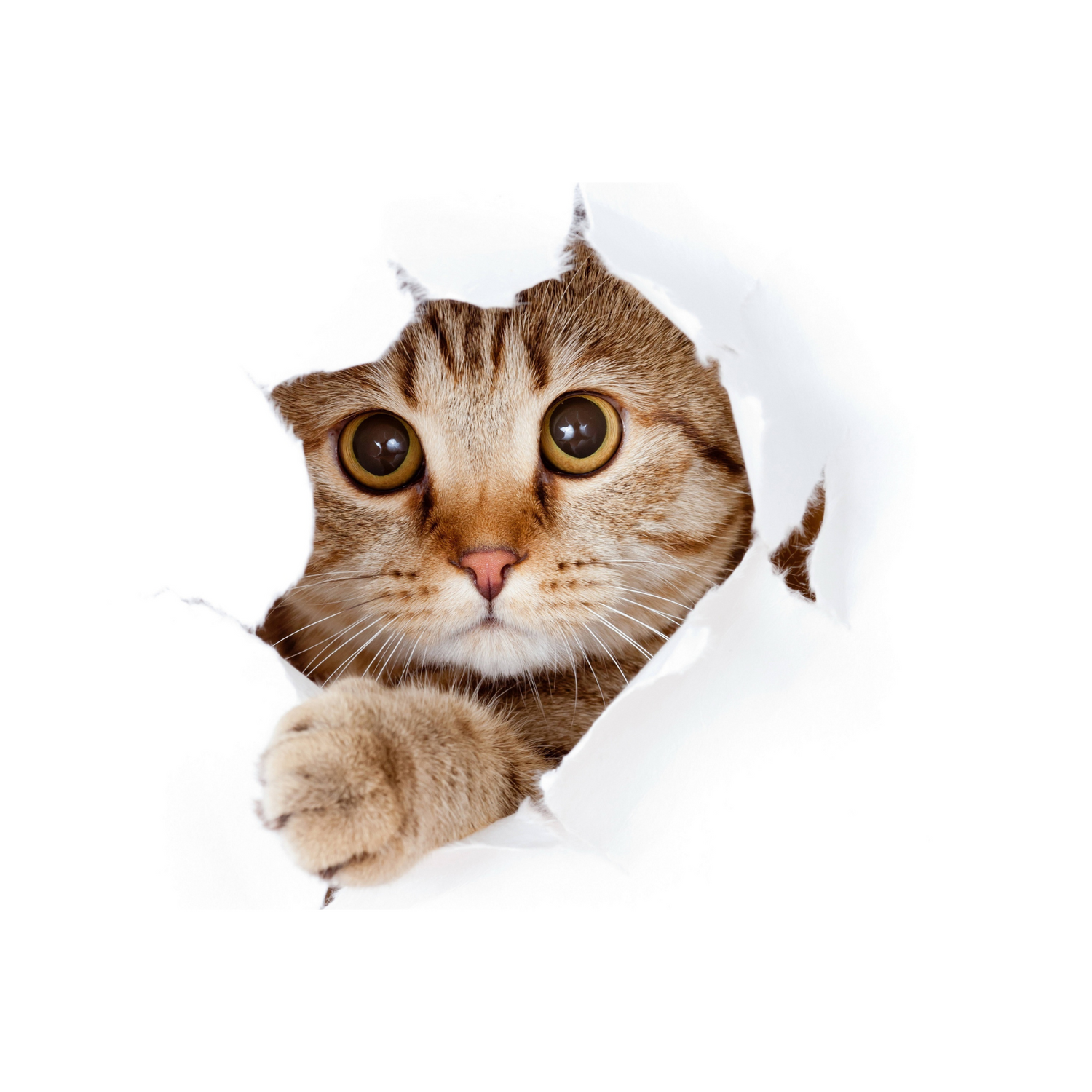 Alles voor katten