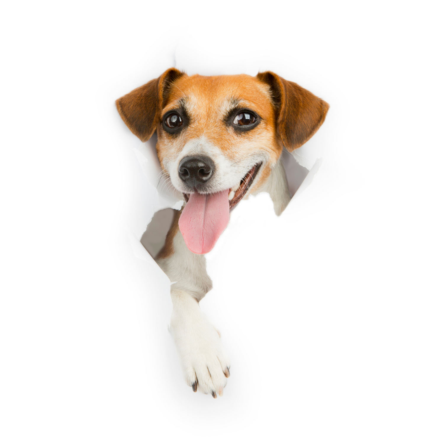 Alles voor honden